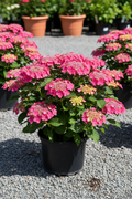 Pink Dynamo mountain hydrangea in black nursery pot with large vivid pink lacecap flower clusters