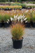 Little Bluestem starter size in small black nursery pot with blue-green blades and fluffy white seed heads at garden center