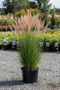 Karl Foerster Feather Reed Grass in black nursery pot with tall upright habit and feathery golden plumes at garden center