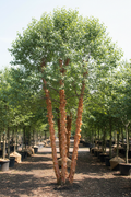 River Birch clump form showing full tree with multiple stems and peeling cinnamon-salmon bark in nursery setting