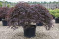 Tamukeyama weeping Japanese maple nursery stock photo