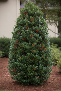 Oakland Holly