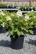 Sike's Dwarf oakleaf hydrangea in black nursery pot with white cone-shaped panicles and oak-shaped leaves