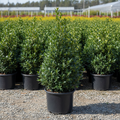Blue Prince Holly in black nursery trade container, dense upright evergreen with glossy dark blue-green spiny leaves, outdoor nursery lot background