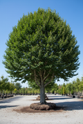 American Beech tree full view, smooth silver-gray bark and broad canopy with glossy green leaves, nursery stock
