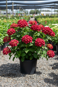 Invincibelle Ruby smooth hydrangea in black nursery pot with large round deep ruby red flower clusters
