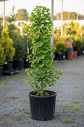 Ginkgo biloba tree 4-5 feet tall in 7 gallon black nursery pot with fan-shaped green leaves at garden center