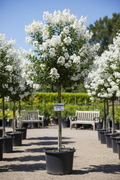 NATCHEZ Crape Myrtle white blooms nursery stock