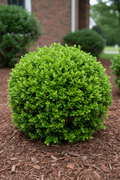Baby Gem Boxwood