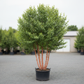 Heritage® River Birch clump form in 30-gallon nursery container, approximately 11 feet tall, with exfoliating salmon-pink and cinnamon peeling bark