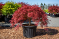 Red Dragon Japanese Maple
