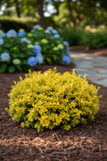 Golden Helleri Holly