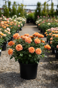 At Last Rose in black nursery pot with warm apricot-orange double blooms at garden center