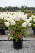 Toy Soldier Oakleaf Hydrangea in black nursery container with large white cone-shaped panicles and oak-shaped leaves