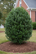 Shamrock Inkberry Holly