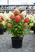 Fire Light panicle hydrangea in black nursery pot with large white to strawberry red cone-shaped panicles