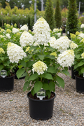 Chantilly Lace panicle hydrangea in black nursery pot with large white lacecap flowers