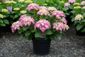 Kimono Reblooming Hydrangea nursery stock photo