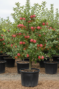 Gala Semi-Dwarf Apple Tree in nursery container