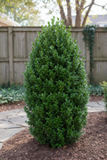 Buxus Green Mountain Boxwood