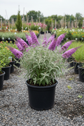 Dapper Lavender Butterfly Bush in black nursery pot with lavender-purple flower spikes at garden center
