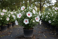Althea 'Red Heart' Rose of Sharon with white flowers and deep red eye in black nursery container