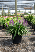 Big Blue Liriope in black nursery pot with dark green strap-like leaves and violet-purple flower spikes at garden center