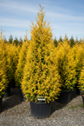 Arborvitae Forever Goldy golden yellow columnar evergreen in nursery container
