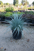 Blue Dune Lyme Grass in black nursery pot with bold electric blue-steel flat blades at garden center