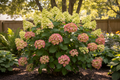 Little Lime Hardy Hydrangea in full bloom with lime green to pink flower panicles