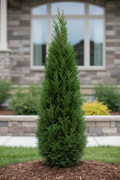 Private Jet Arborvitae