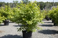 Flame Amur Maple tree nursery stock photo
