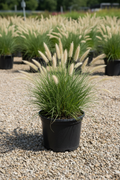 Hameln Dwarf Fountain Grass #3 size in black nursery pot with arching green blades and creamy bottlebrush plumes at garden center