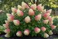 Little Quick Fire Hardy Hydrangea in full bloom with white to pink flower panicles