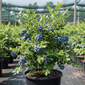 Brightwell blueberry bush in 3-gallon nursery container