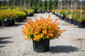 Sunjoy Tangelo Barberry compact mounded shrub with bright orange and yellow-green foliage, nursery stock