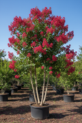 Dark Red Crape Myrtle in full bloom with deep crimson flower clusters