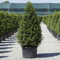 Black Gum tree in nursery container, approximately 8 feet tall, with upright pyramidal form and dense glossy dark green foliage