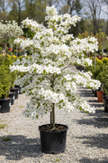 Super Princess Dogwood in black nursery pot covered in large white blooms at garden center