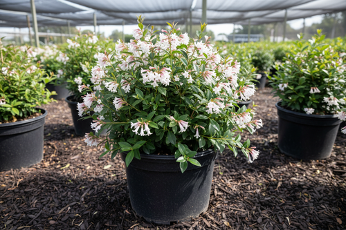 Abelia 'Rose Creek' compact shrub in black nursery container