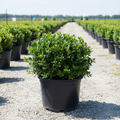 Carissa Holly in black nursery trade container, compact mounding evergreen shrub with glossy dark green single-spined leaves, dense rounded habit, outdoor nursery lot background