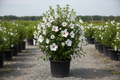 Althea 'Diana' Rose of Sharon with pure white flowers in black nursery container