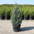 Blue Point Juniper in black nursery trade container, dense upright pyramidal silvery blue-green foliage, outdoor nursery lot background