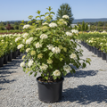 Blackhaw Viburnum in black nursery trade container, outdoor nursery lot background