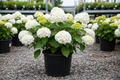 Invincibelle Wee White Smooth Hydrangea nursery stock photo