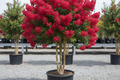 Carolina Beauty Crape Myrtle tree form nursery stock photo