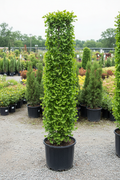Ginkgo Princeton Sentry columnar tree in black nursery pot with fan-shaped green leaves at garden center