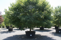 October Glory Red Maple tree nursery stock photo