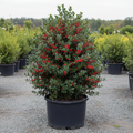 Blue Princess Holly large specimen in black nursery trade container, full dense evergreen loaded with glossy spiny leaves and abundant bright red berries, outdoor nursery lot background