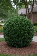 Boxwood Titan
